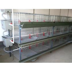 禽翔畜牧 專業養雞設備廠家直銷，一站式畜牧機械解決方案