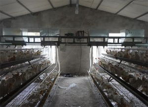 德州羽王鴿業 肉鴿自動喂料機高清圖片與畜牧機械制造新標桿